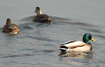 マガモのおすとめす