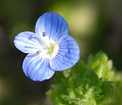 オオイヌノフグリの花