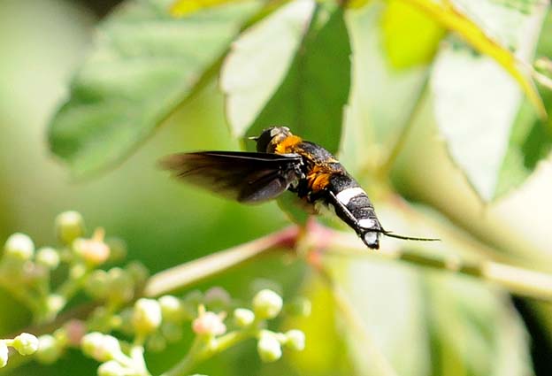 ヤブガラシで吸蜜するクロバネツリアブ