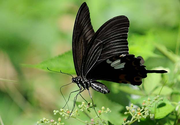 ヤブガラシで吸蜜するモンキアゲハ