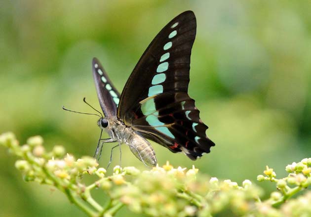 ヤブガラシに来たアオスジアゲハ