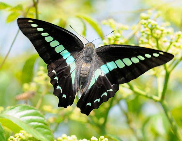 ヤブガラシに飛んで来たアオスジアゲハ