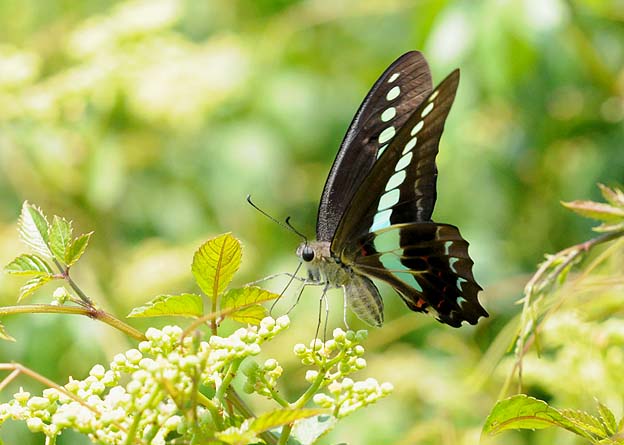 吸蜜中のアオスジアゲハ
