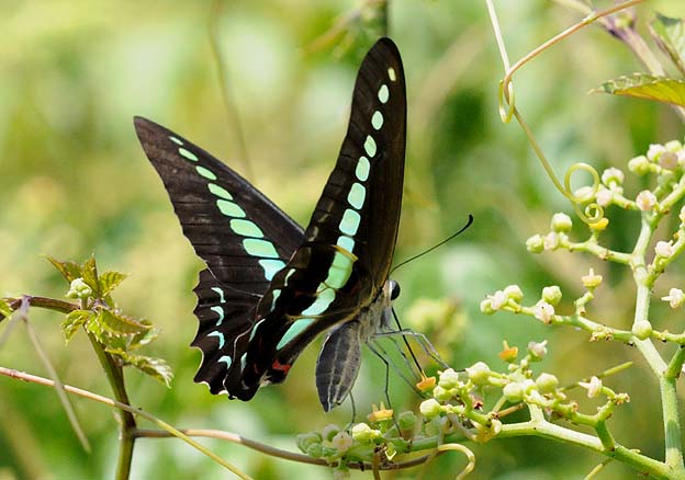ヤブガラシが似合うアオスジアゲハ