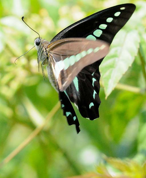 花から花へ蜜を求めるアオスジアゲハ