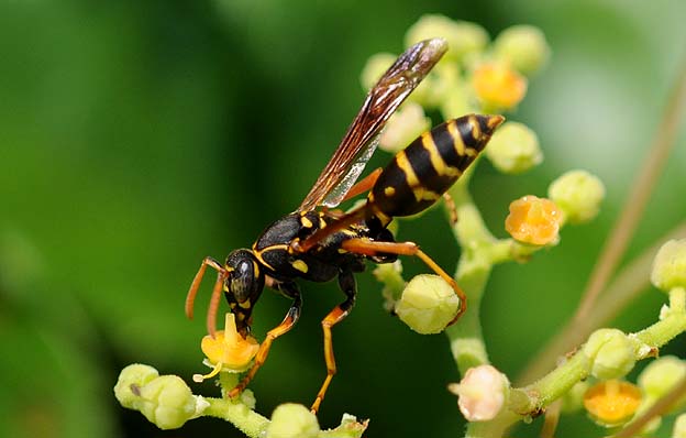 ヤブガラシで吸蜜するフタモンアシナガバチ