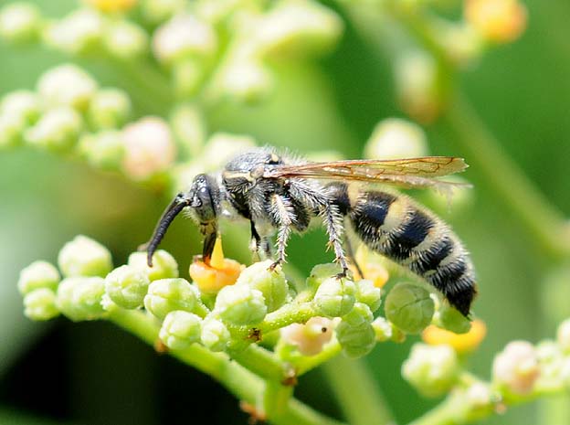 ヤブガラシで吸蜜中のヒメハラナガツチバチ