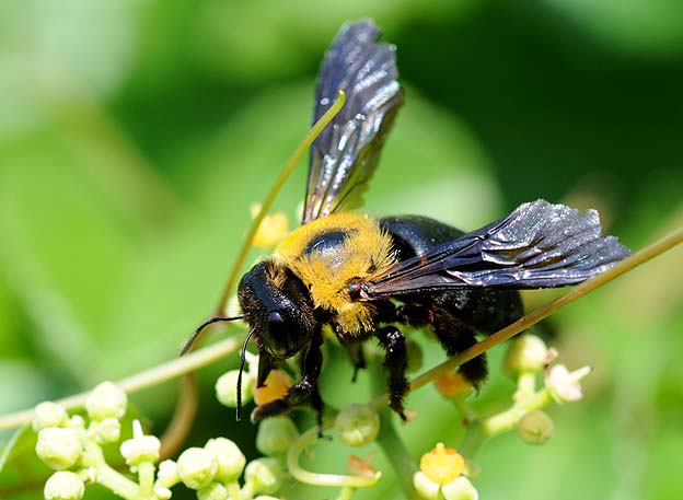 ヤブガラシで吸蜜するクマバチ