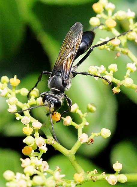 ヤブガラシで吸蜜するクロアナバチ