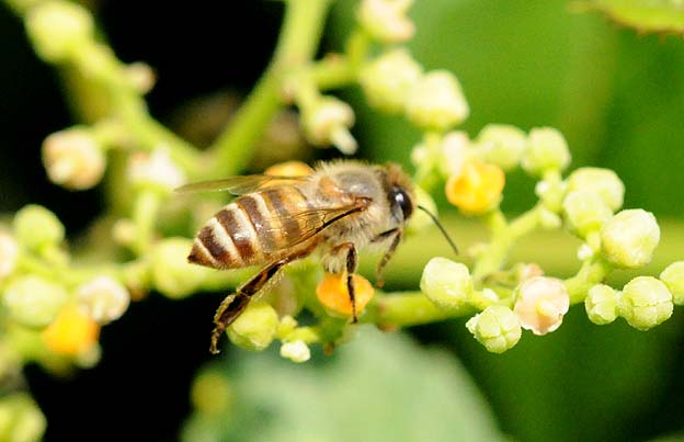 ヤブガラシで吸蜜するニホンミツバチ