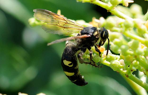 吸蜜するオオモンツチバチ