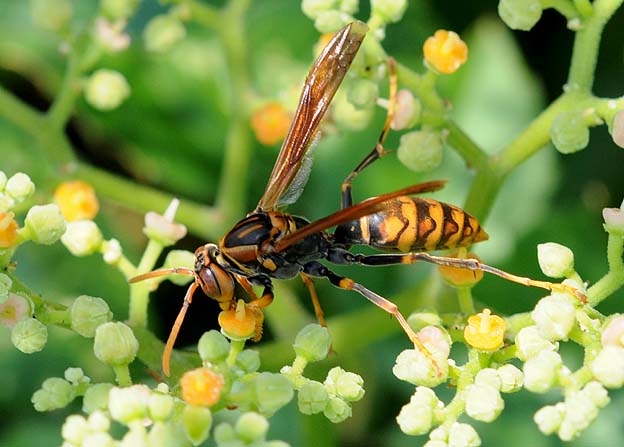 ヤブガラシで吸蜜するセグロアシナガバチ