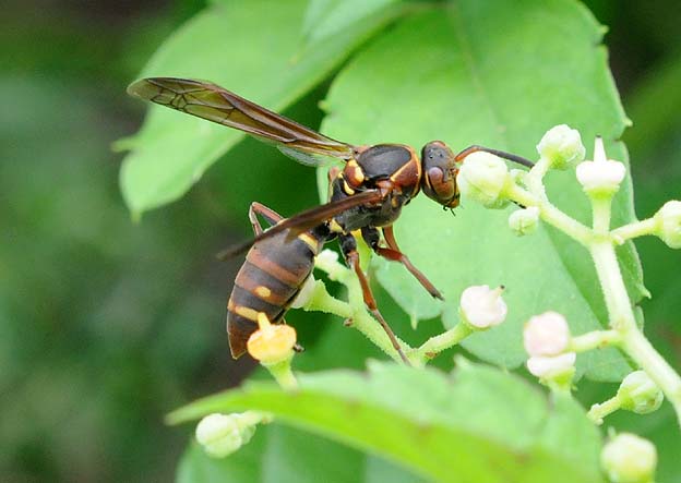 ヤブガラシで吸蜜するコアシナガバチ