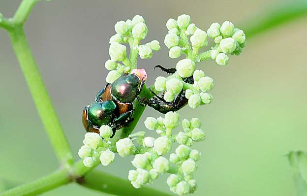 ヤブガラシに来たマメコガネ