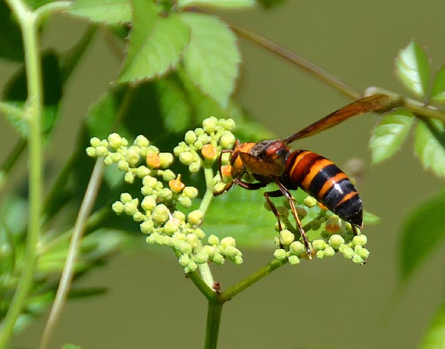 ヤブガラシに吸蜜に来たヒメスズメバチ