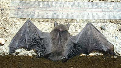 アブラコウモリの長さ