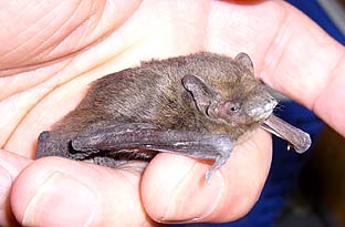 越冬中のアブラコウモリ