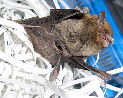 腹側から見たアブラコウモリ