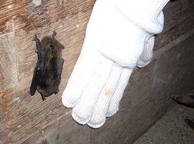 越冬中のアブラコウモリ