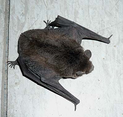 廊下にいたアブラコウモリ