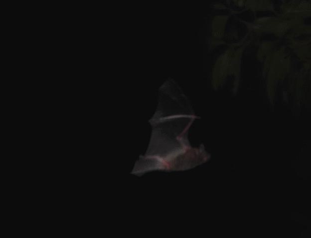 飛ぶアブラコウモリ