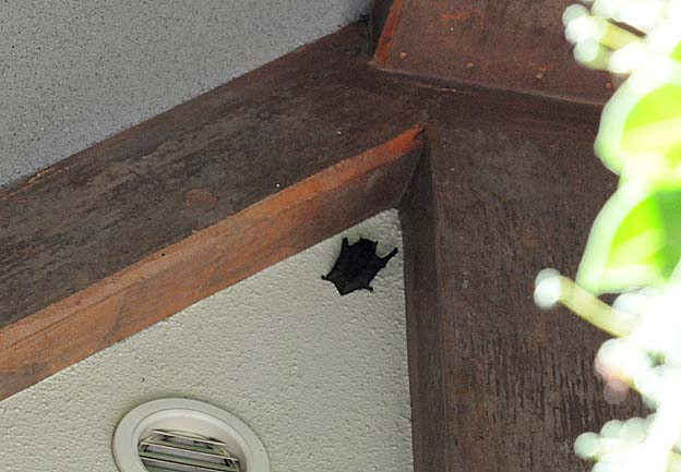 飛んで来たアブラコウモリ