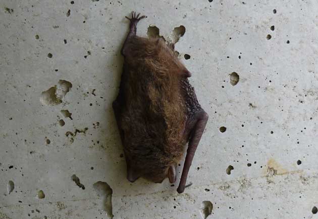 電信柱にとまったアブラコウモリの写真