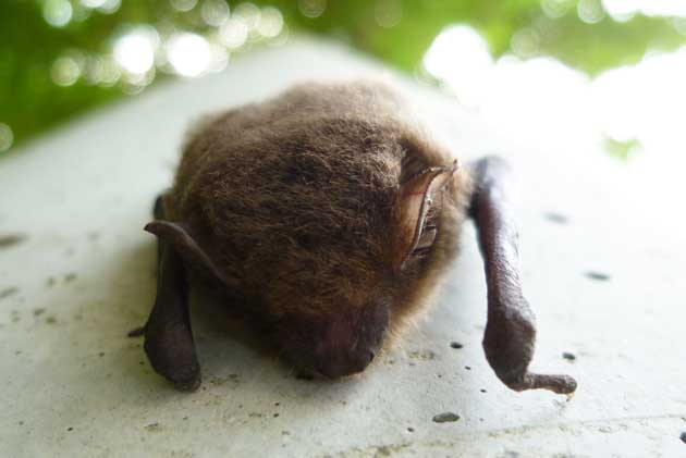 アブラコウモリを下から見た写真