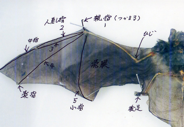コウモリの前足の仕組みの写真