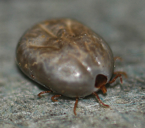 足から離れたマダニの写真