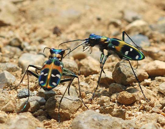 ハンミョウの写真