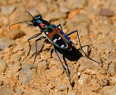 ハンミョウの成虫