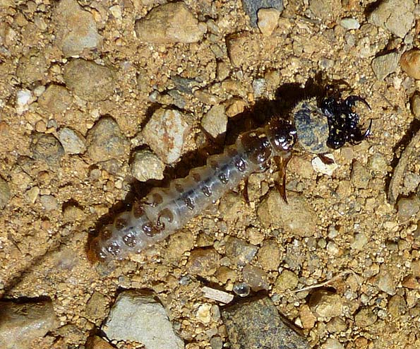 釣れたハンミョウの幼虫