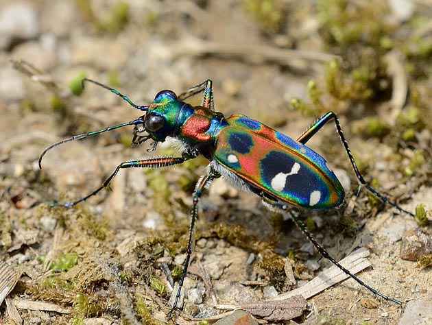 春のハンミョウの写真