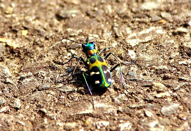 春のハンミョウ