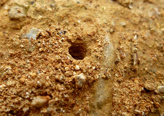 少なくなったハンミョウ