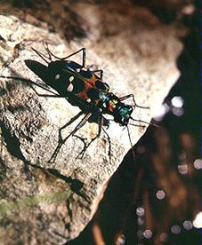 水際のハンミョウ