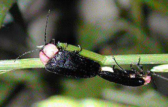 ゲンジボタルの交尾