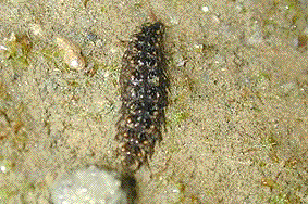 蛹化のため上陸するヘイケボタルの幼虫