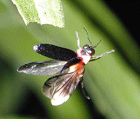 飛翔するヒメボタル