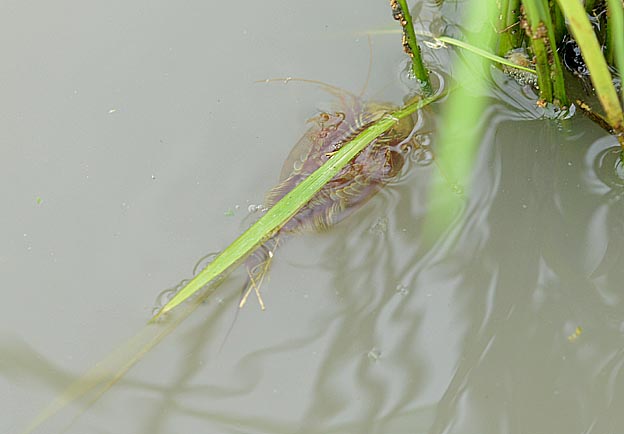 腹部を上にするカブトエビ