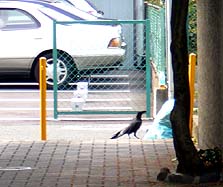 ゴミをあさるカラス