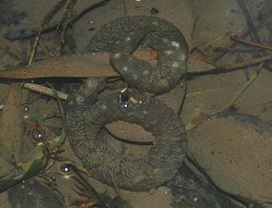 カスミサンショウウオの卵のう