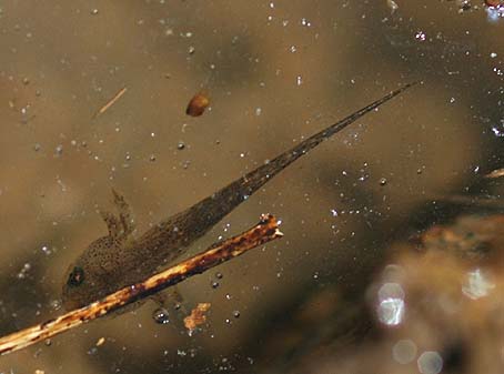 カスミサンショウウオの幼生