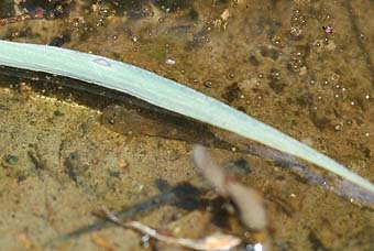 葉の下から姿を見せたカスミサンショウウオ幼生