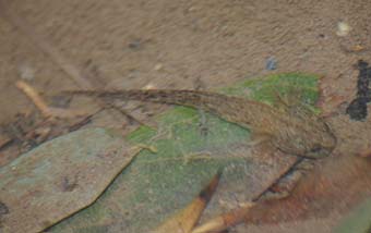 上陸間近なカスミサンショウウオ幼生