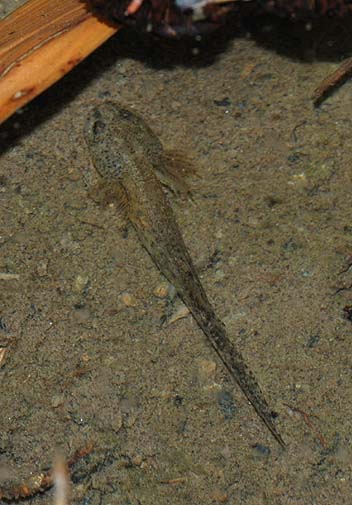 水中を歩くカスミサンショウウオ幼生