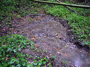 カスミサンショウウオのすむ環境