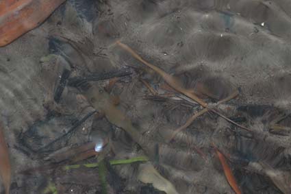 6月中旬のカスミサンショウウオ幼生