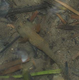 太ったカスミサンショウウオ幼生